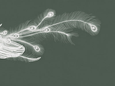 Papier peint plume de paon, aperçu du design