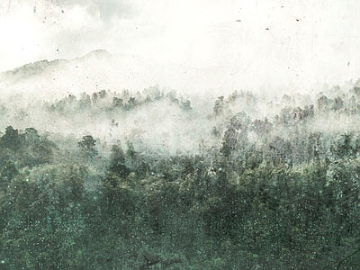 Aperçu de Papier peint forêt dans la brume – Salon sur votre mur