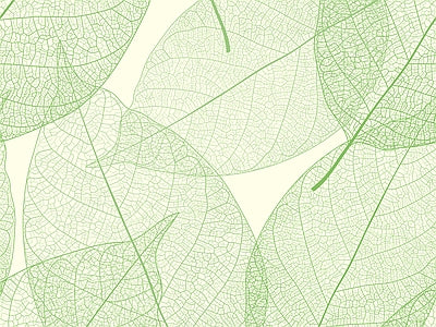 Papier peint nervures de feuilles, aperçu du design